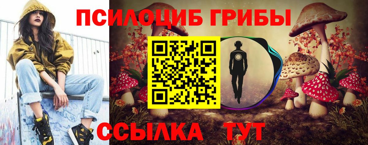 Псилоцибиновые грибы Psilocybe Ноябрьск